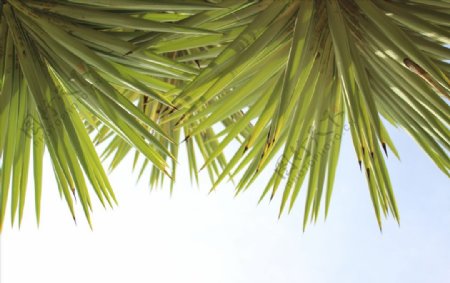棕榈树椰子树