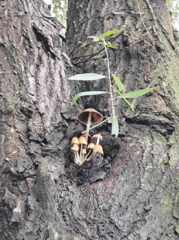 树干上长的可爱的蘑菇