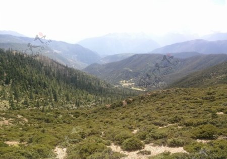 西藏高原草原风景