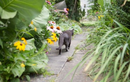 猫摄影图片宠物写真壁纸