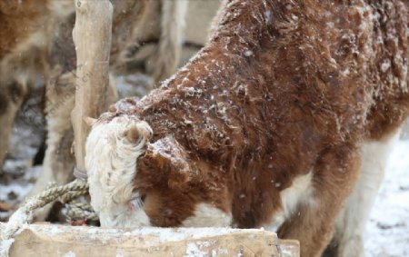 雪中吃草的牛
