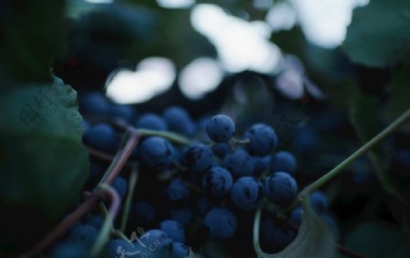 新鲜葡萄高清水果摄影