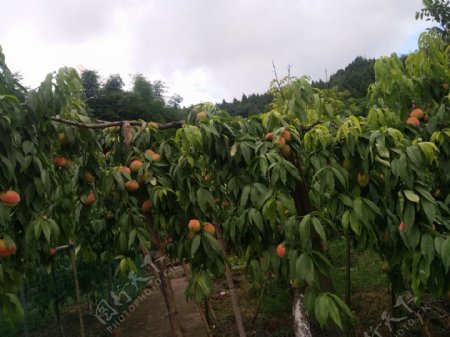 桃园采摘桃子树植物