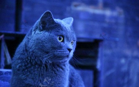 大胖蓝猫宠物动物
