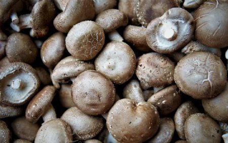 野生食用蘑菇
