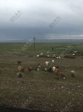 草原牛羊群