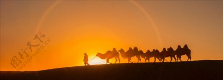 日出骆驼