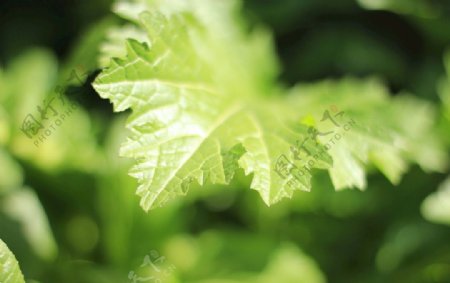 微距摄影蔬菜植物绿色鲜艳