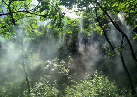 雾里的丛林