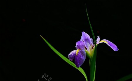 盛开的紫色鸢尾花