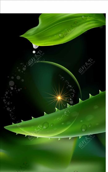 绿色芦荟蜗牛霜精油等护肤品海报