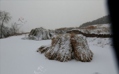 雪中的柴堆