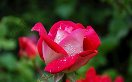 含苞欲放的鲜红玫瑰花