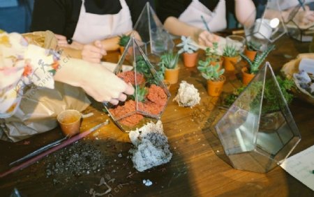 室内植物盆栽园林盆栽