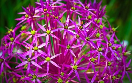 紫色葱花
