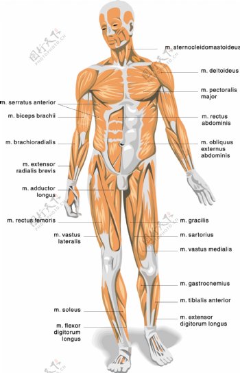 人体解剖学器官展示图