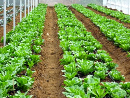 温室种植蔬菜