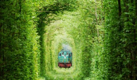 穿过树林的火车