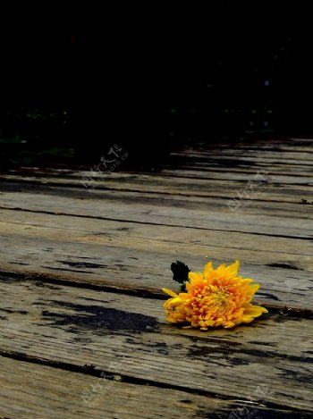 木桥上的黄玫瑰
