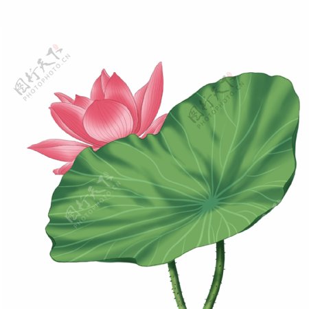 手绘花荷花元素分层国画中国风花卉素材