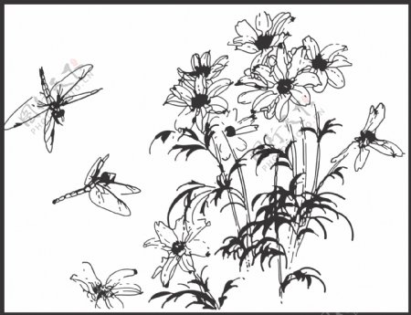 蜻蜓与花卉