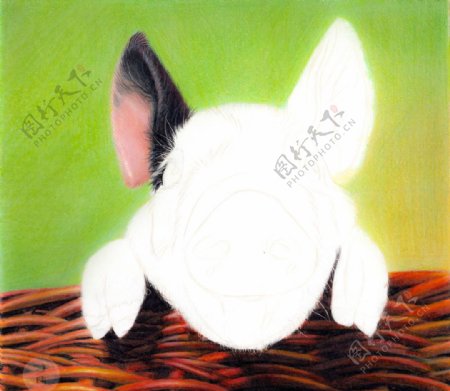 彩铅写实绘画小花猪