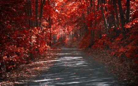 秋天红色树林风景