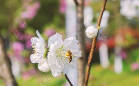 桃花白桃千瓣白桃