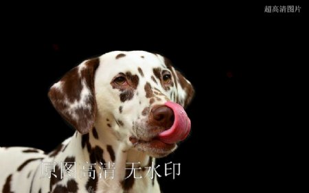 犬类斑点狗动物摄影自然