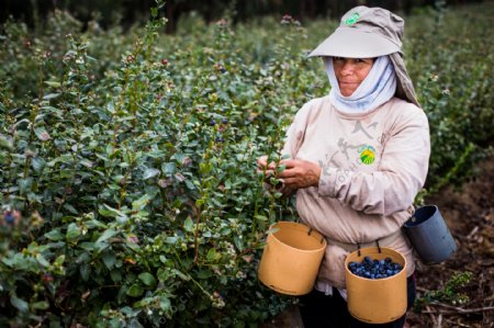蓝莓产地秘鲁