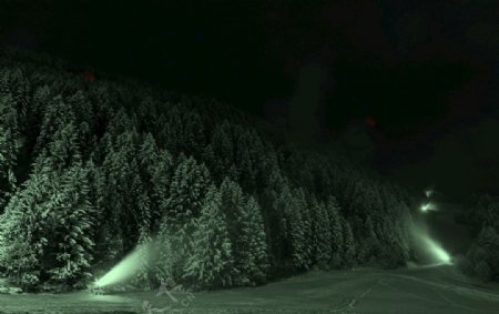 夜色下的树林风景