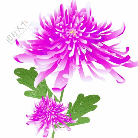 手绘唯美紫色秋季秋天植物花卉菊花元素
