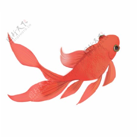 可商用红色喜庆中国风手绘可爱金鱼装饰图案