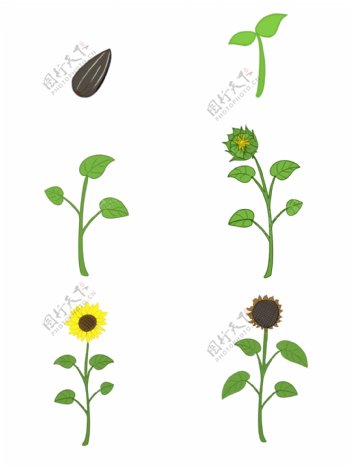 手绘植物向日葵生长过程