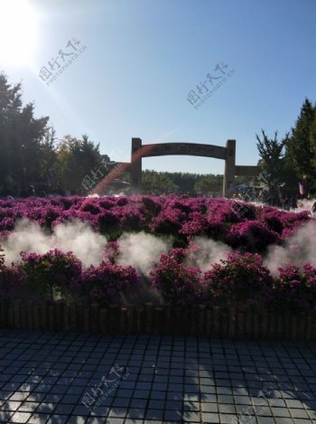 动物园门前的粉色花卉