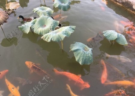 鱼戏莲叶间