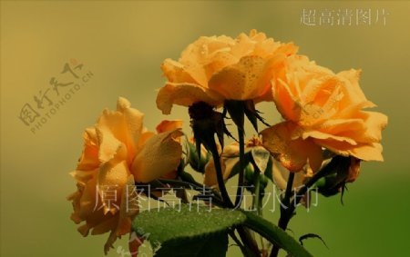 高清摄影鲜花绽放黄玫瑰花