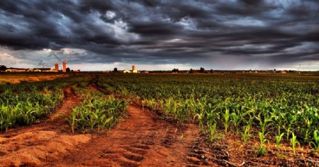 乌云下的玉米地风景图