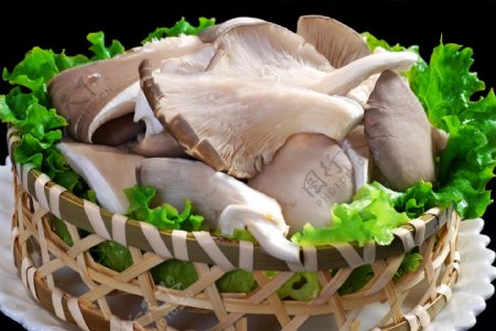 平蘑菌类蘑菇
