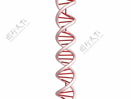 DNA结构图
