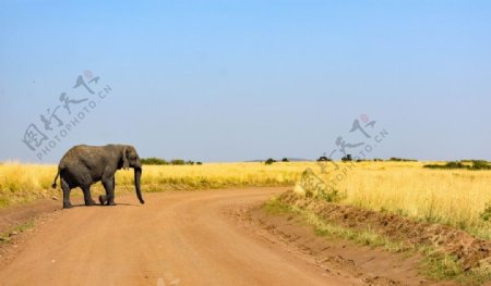 大象野外泰国野生孤独