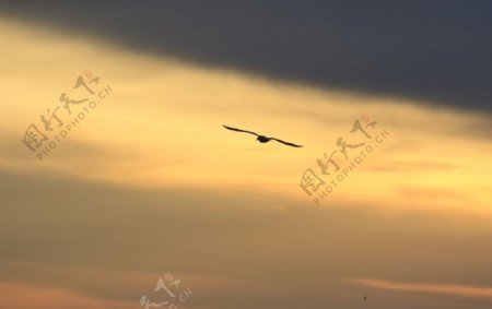 晨光海鸥