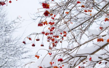 冬天树上的红果果