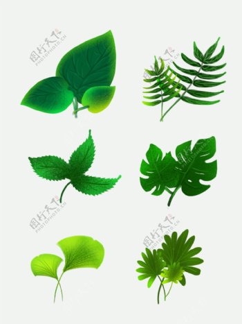 手绘绿色写实植物可商用