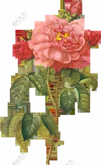 漂亮的手绘玫瑰花元素素材