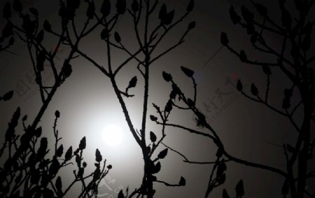 月光树枝剪影