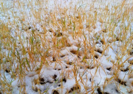 冬日里的枯草
