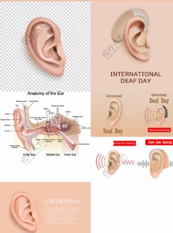 耳部结构解剖图矢量图