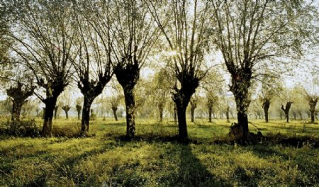 枝繁叶茂的柳树风景图