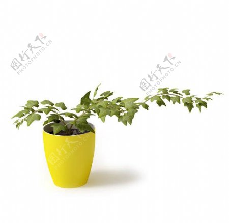 绿叶植物盆栽模型